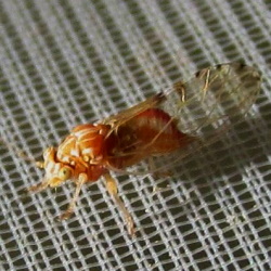 Cacopsylla crataegi